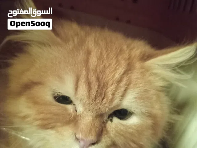 قطط ذكور  للتبني