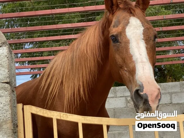 فرس للبيع للجاد