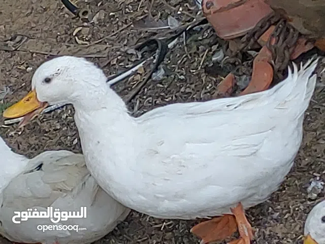 Ducks Available Good and healthy