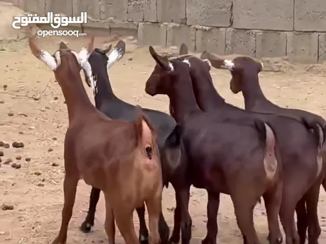بهم سمان للبيع