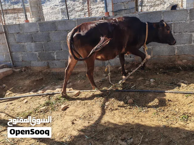 بقرة عاقر للبيع سمينه