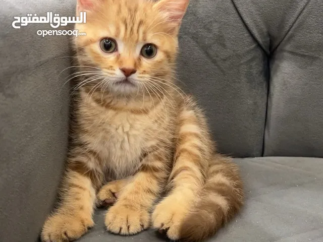 ( قطه للبيع )