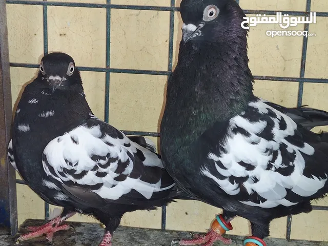حمامات للبيع