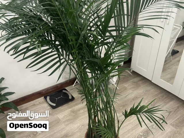 شجرة الاريكة بطول اكثر من متر للجاد سعر خاص