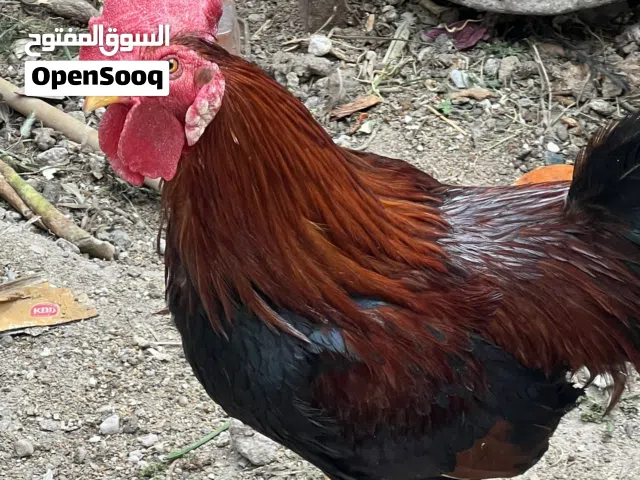 متاح ديج