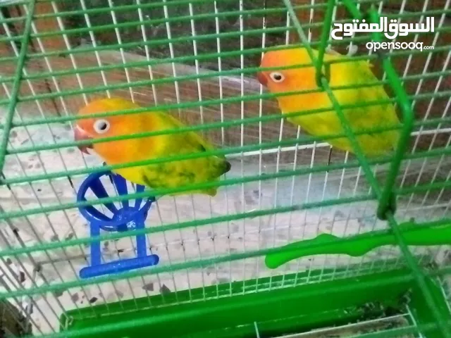 بغبغاء فيشر للبيع بسعر طري