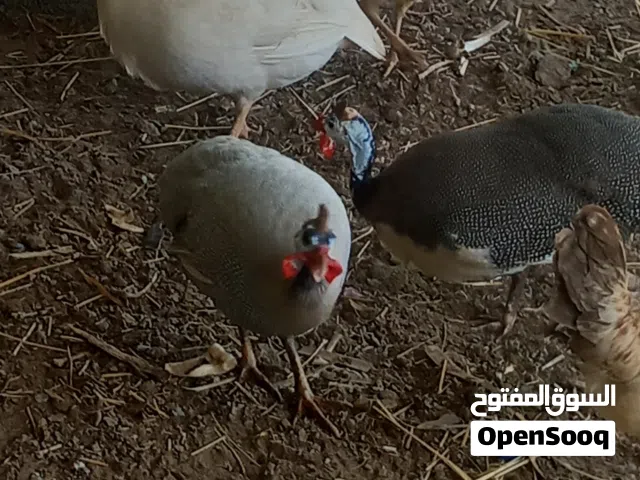 دجاج حبشي لبيع