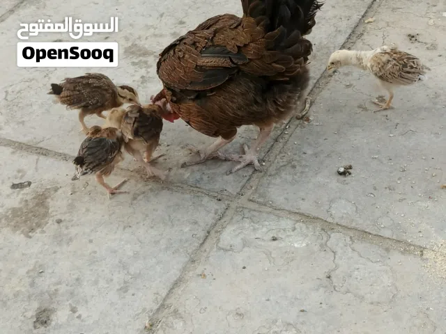 دجاجه مع افراخها