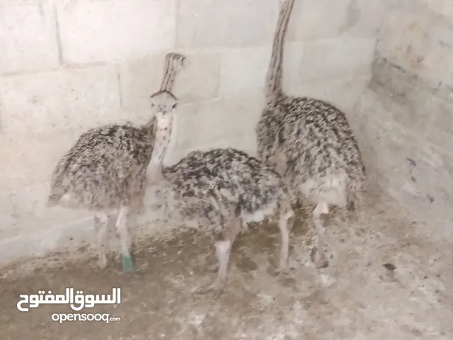 نعام افريقي للبيع