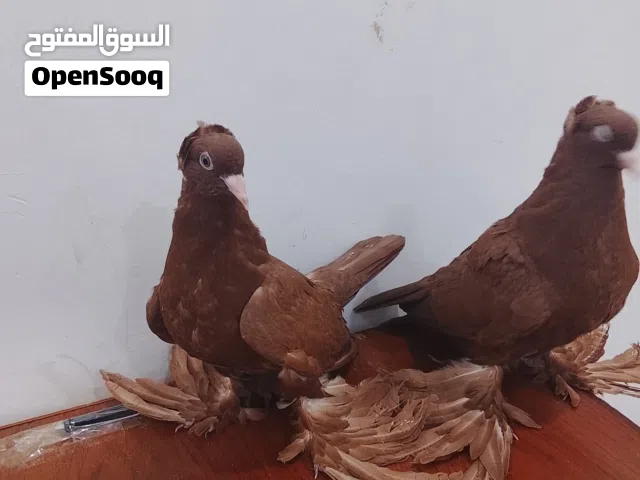 متاح افراخ رواعب المستوى واضح