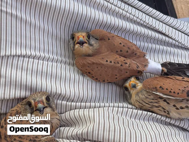 للبيع حميميج وترمه