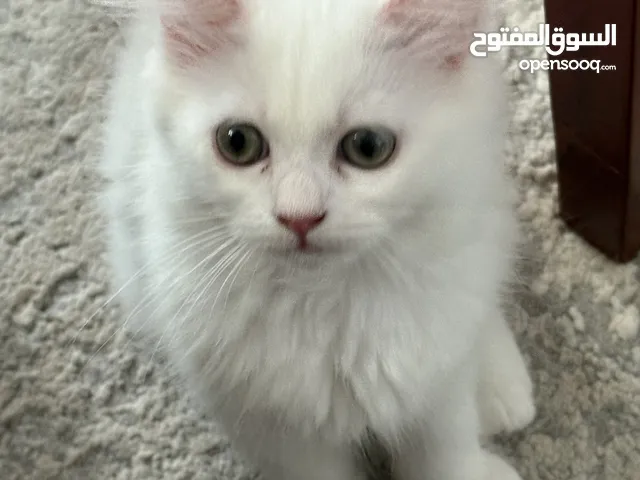 قطط شيرازية