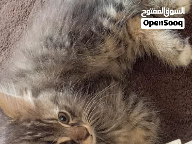 شيرازي قطط