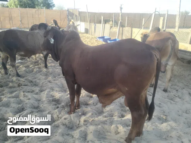 cow and goats r selling
