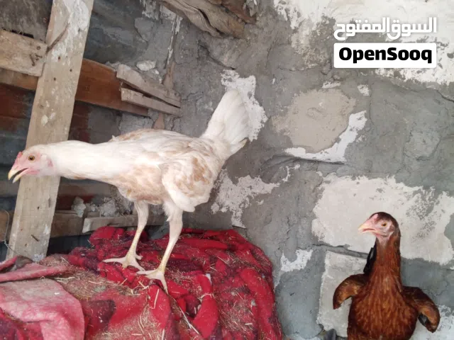 دجاجات اثنين