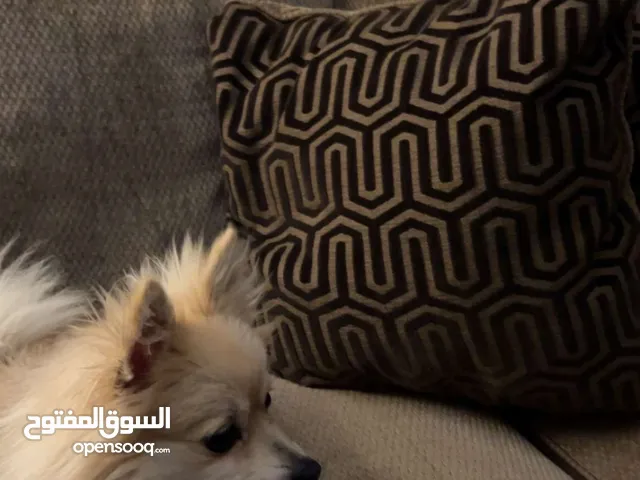 pomeranian puppy for sale with a good price