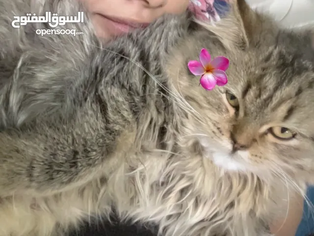 Kitten persian on sale