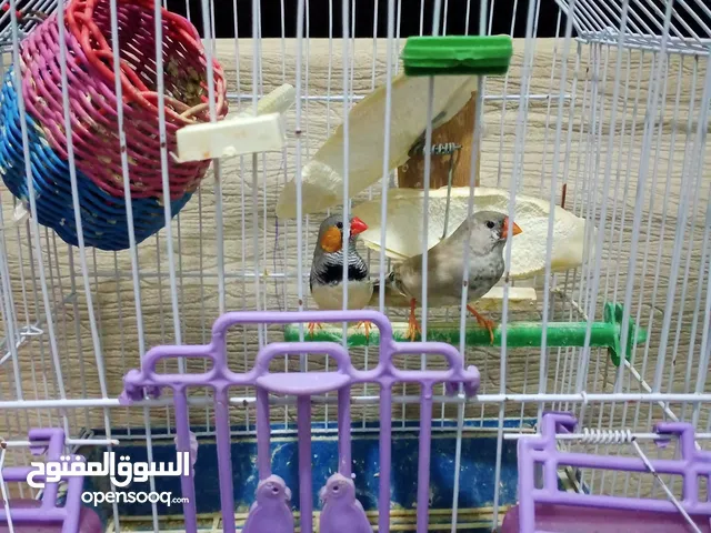 قص زيبرا للبيع بجميع المشتملات