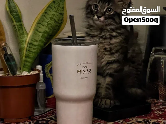 قط شيرازي ذكر للتبني مع كامل اغراضه