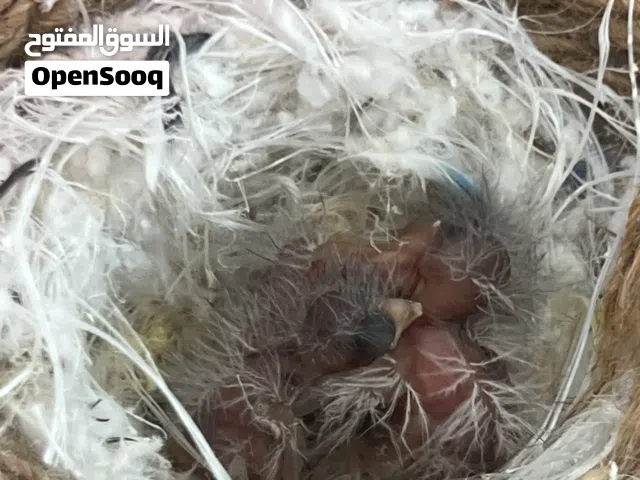 السلام عليكم ورحمة الله وبركاته متاح عش جغوله