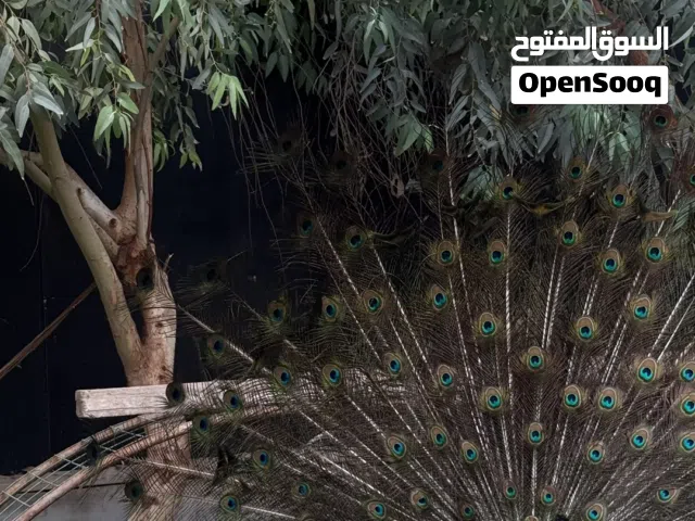 طاووس ونثيه