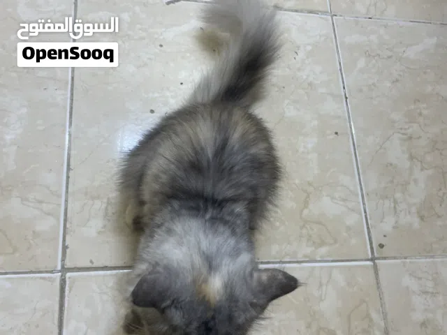 قطط شراري  مطعمه كل التطعيمات