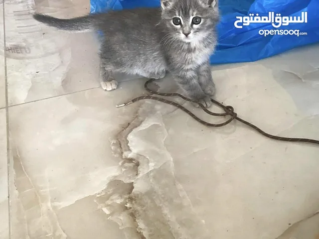 بسه لطيفه تبحث على منزل دافئ ومربي لطيف للبيع بسعر رمزي