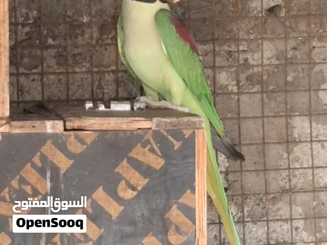 بغبغاء النيبالي