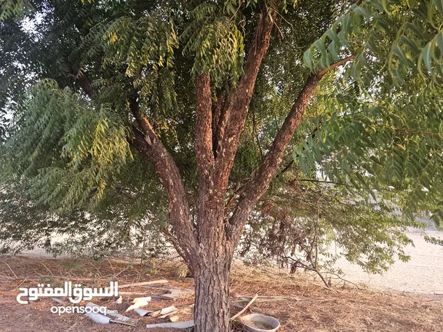 أشجار الغاف للبيع العاجل