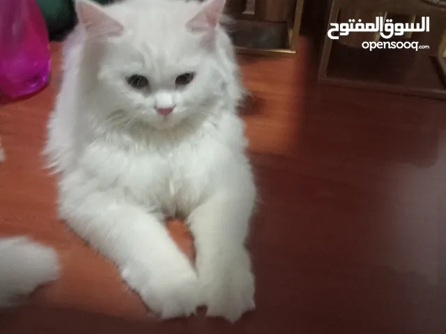 قطط حاله جيده نضاف ملقحين وحلوين