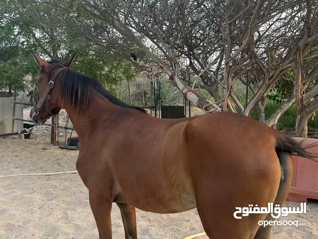 مهرة عربية ممتازة
