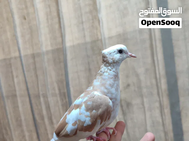 للبيع شلع يا كريم انتاج محميه