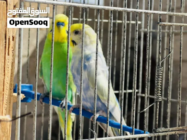 السلام عليكم