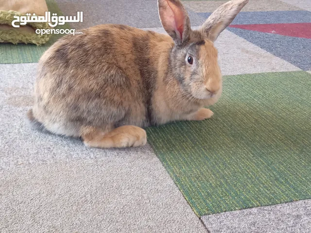 ارنب ألمانيه: الرسمه هارلي كوين: اصليه: رسمتهاء::: اكحل. واصفر.