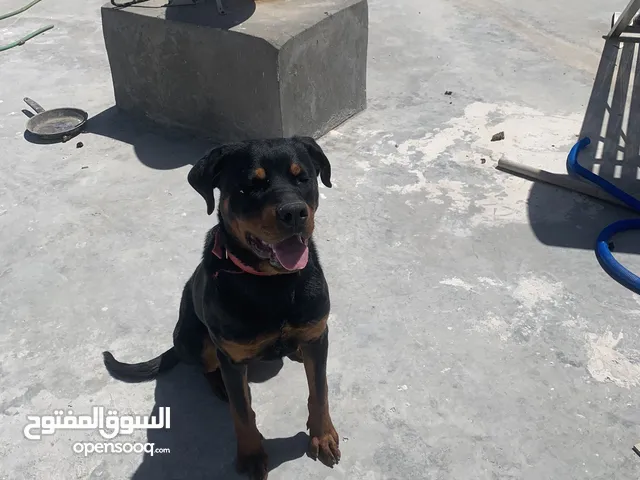 كلب روت واير عمر 9 شهور