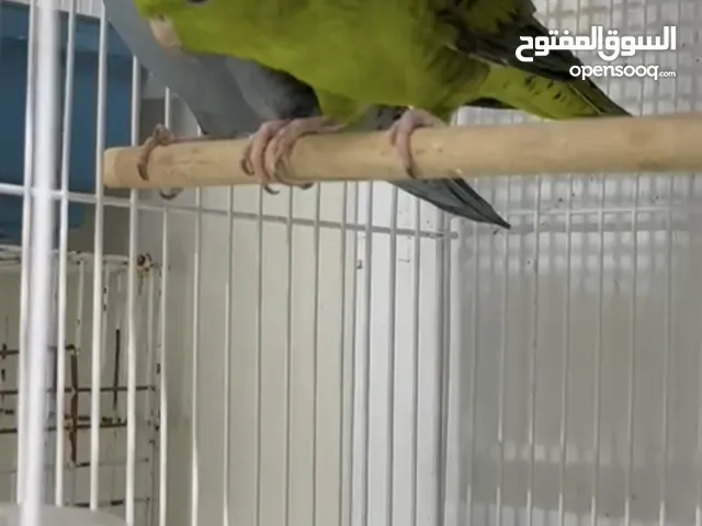 زوج لاتونتيد منتج