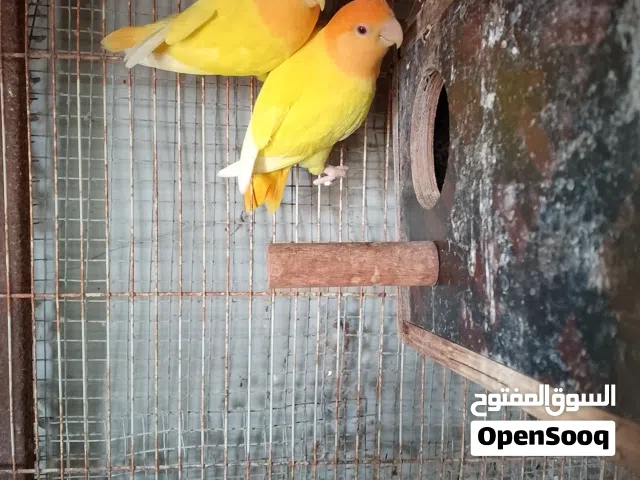 للبيع مجموعة طيور
