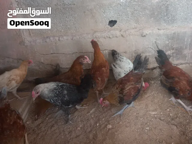 ديوك عربي عمر شهرين