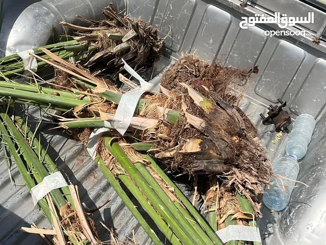 فسائل صرم للبيع