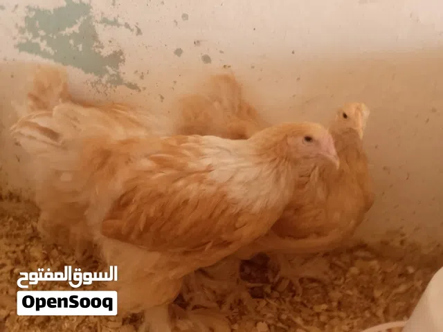 براهما ليموني