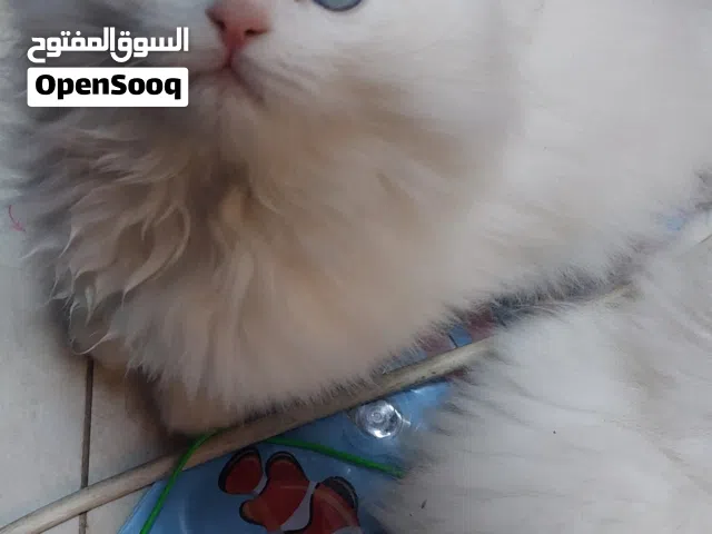 كتن شيرازي