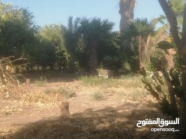 نخيل واشطنتن للبيع حسب الطول
