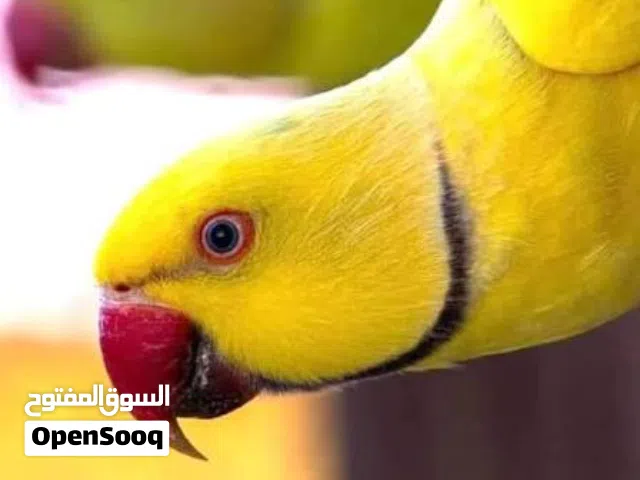 مجموعه ببغاء دره وكويكر مميزه للبيع