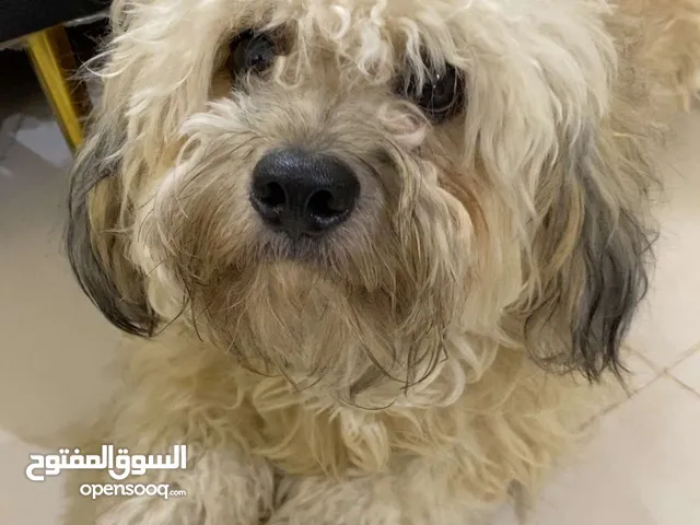 كلب بريادر فرنسي
