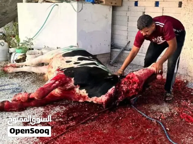 ذبح الأضاحي