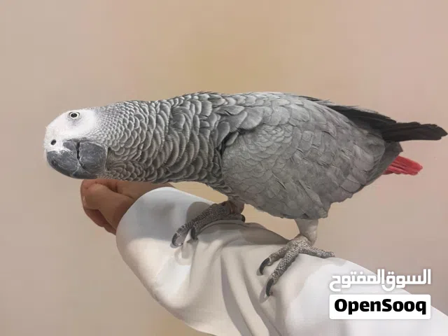 للبيع ببغاء كاسكو أليف – عمر 4 سنوات – متكلم وهادئ