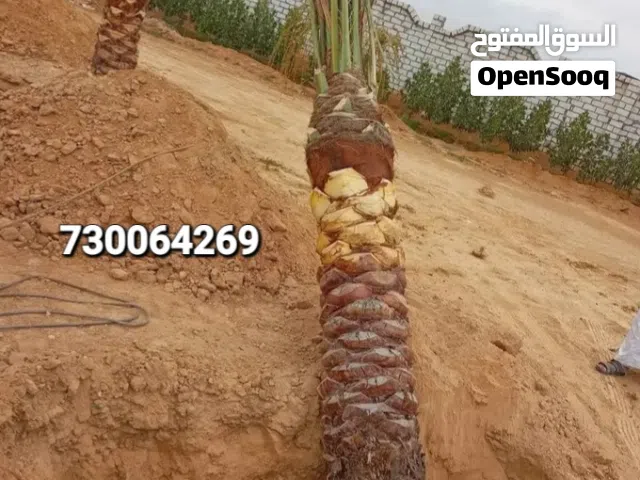 لجميع أعمال النخل زراعه او عمل وكذالك لبيع التمر والدبس