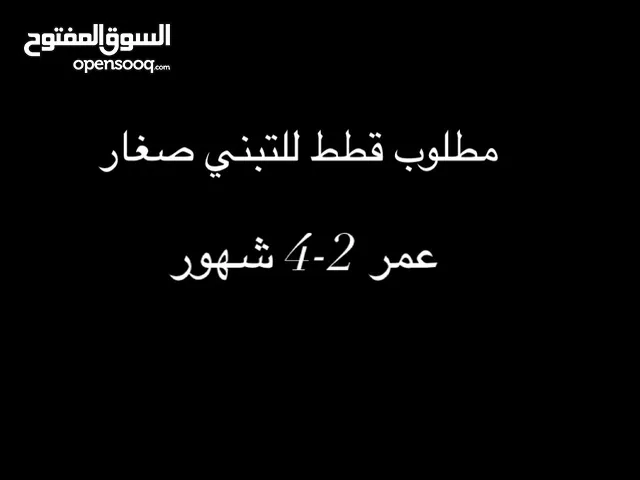 مطلوب قطط للتبني