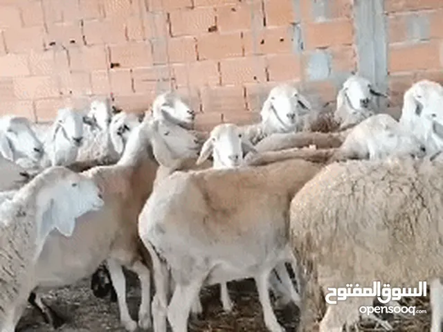 شريكة أنور لبيع الماشية