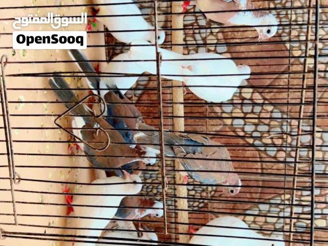 زوج فاخت وززيبرا دوف